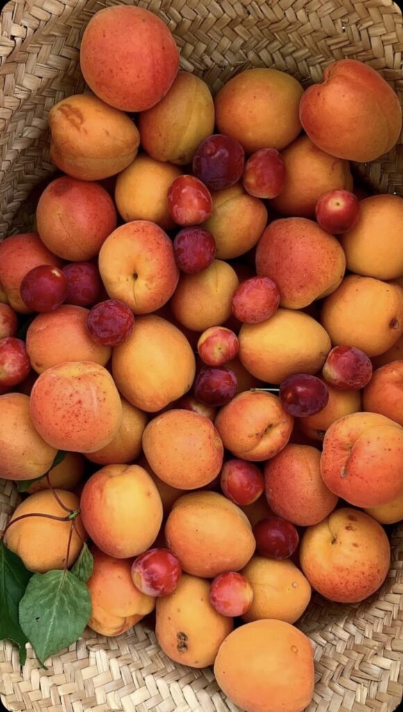 Apricot