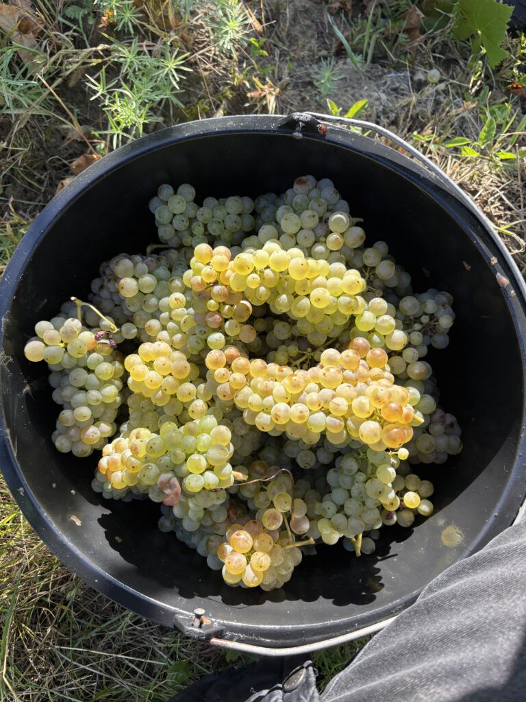 Vinobraní