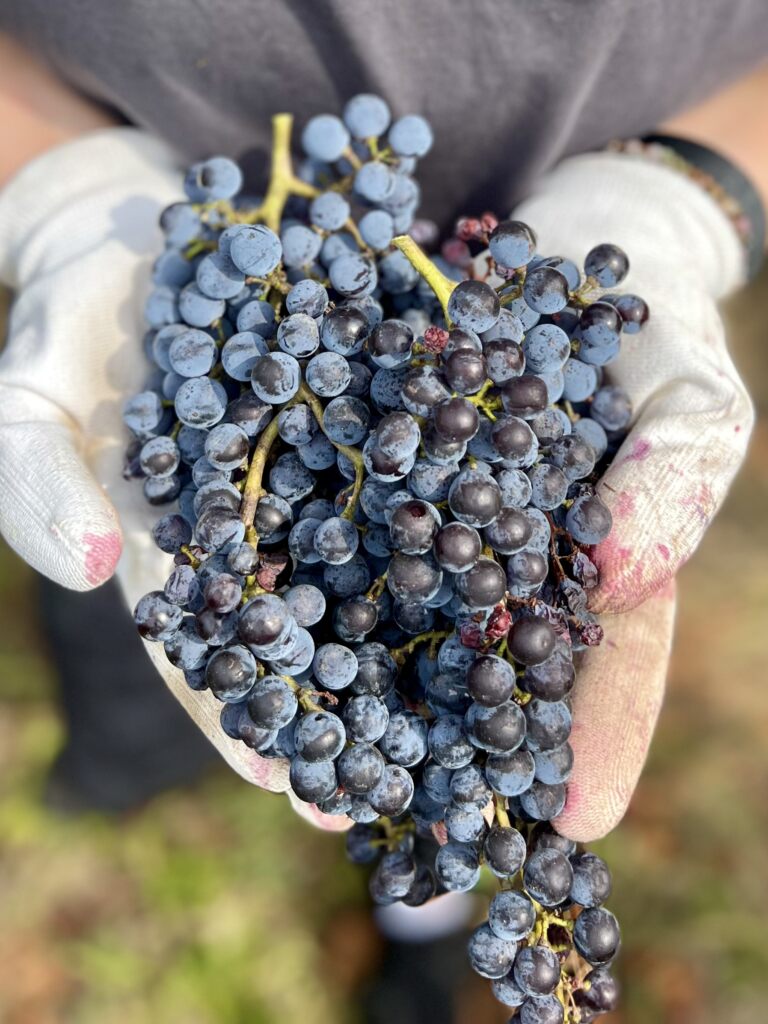 Vinobraní